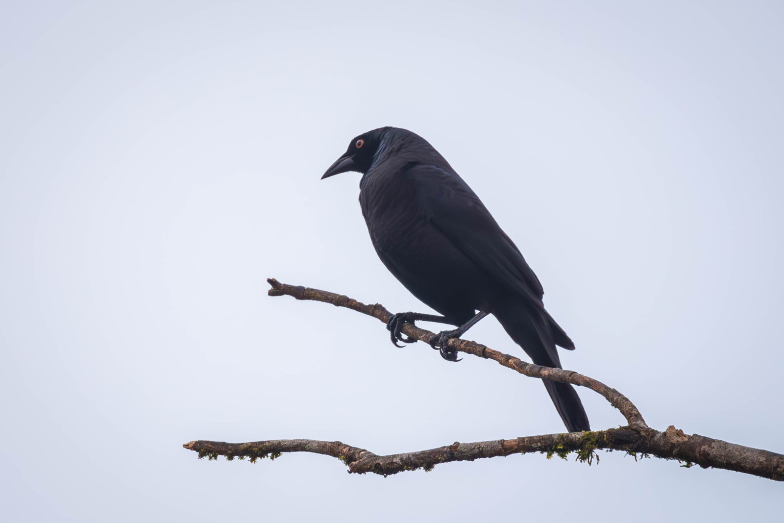 image Giant Cowbird